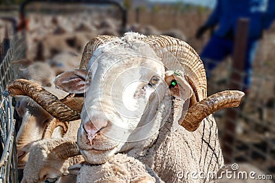 White Ram Sheep with horns facial closeup Stock Photo