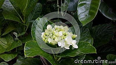 White Rare Flower in the Forest Stock Photo