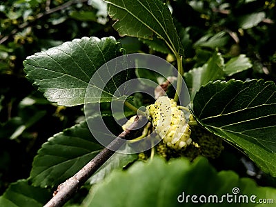 White raspberry growing in the spring Stock Photo