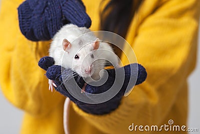 White rat in the arms Stock Photo