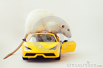 White rat dumbo with red eyes on yellow car toy on white background. Laboratory rodent Stock Photo