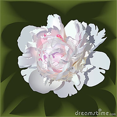 White realistic paeonia flower with pink center Vector Illustration