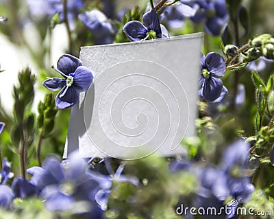 White rectangular horizontal sheet of paper card in blue flowers plants pansies forget-me-nots Stock Photo