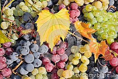 White, red and black wine grape Stock Photo