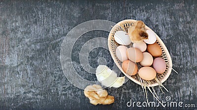White and red brown eggs of domestic hens in basket and three small brown and yellow chicken chicks on old wooden texture Stock Photo