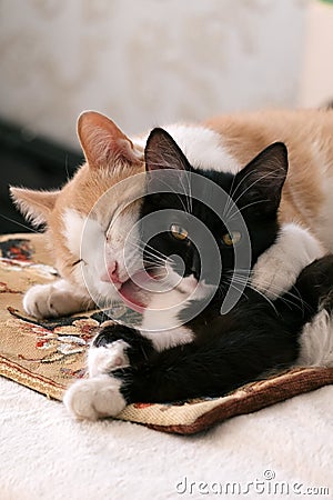 white and red cat mother hugs and licks a black and white kitten,little kitten watching to the camera Stock Photo