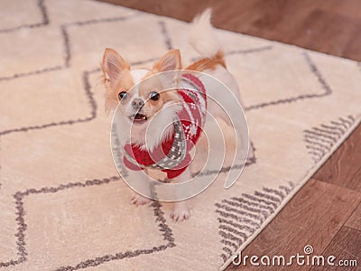 White and red chihuahua dog in a Christmas red suit in a room. The dog is barking Stock Photo