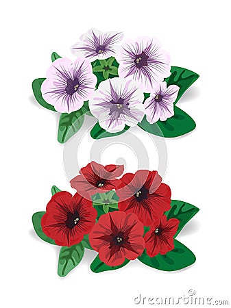 White and red flower bush petunia Vector Illustration