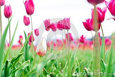 White and red french tulip in a flower field, among pink triumph tulips, with a blurry background, and focus on one different Stock Photo