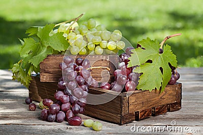 White and red grape Stock Photo