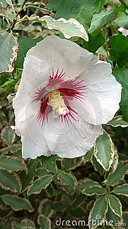 White and red large hibiscus flower Stock Photo