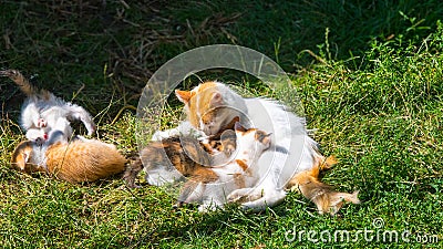 White and red mother cat breastfeeding kittens on the green grass, lawn, close-up, copy space, template Stock Photo