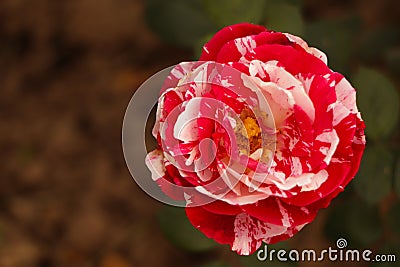 White red rose or Maurice utrillo rose. Stock Photo