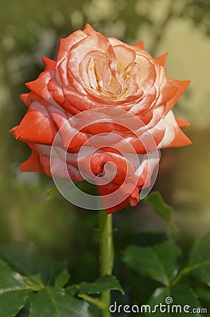 Beautiful white and red Imperatrice Farah rose. White and red roses are growing Stock Photo