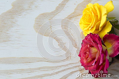 White and red roses on white layered background Stock Photo