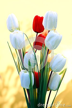 White and red tulip flowers with yellow background Stock Photo