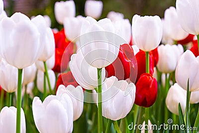 White and Red Tulips flower, beautifuly flower in garden plant Stock Photo