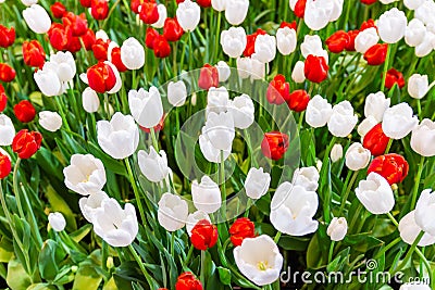 White and Red Tulips flower, beautifuly flower in garden plant Stock Photo