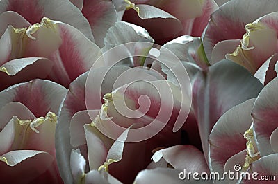 White-red tulips flowers. Macro. Closeup. flower background. For design. Flower composition. Stock Photo