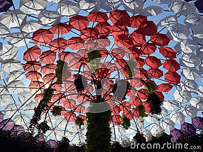 White and red umbrellas above the head and tree, sidewalk between plants and blooming flowers in Miracle garden, Dubai Stock Photo