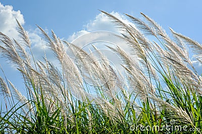 Reed sway in the wind Stock Photo