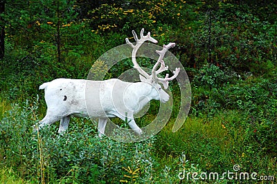 White Reindeer Stock Photo