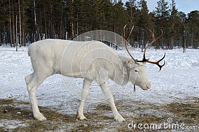 White reindeer Stock Photo
