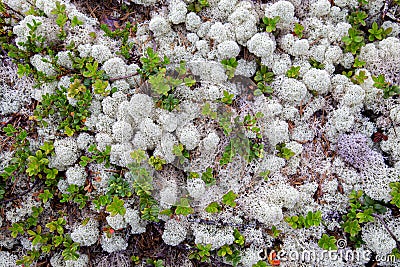 White reindeer moss in an artic forest Stock Photo