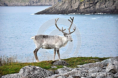 White reindeer Stock Photo