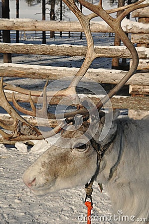 White reindeer Stock Photo