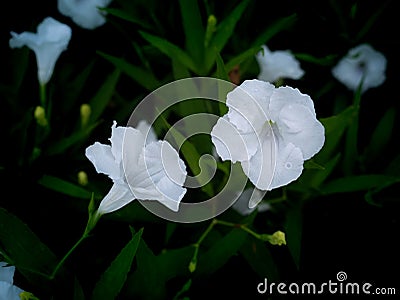 White Relic Tuberosa Flowers Blooming Stock Photo