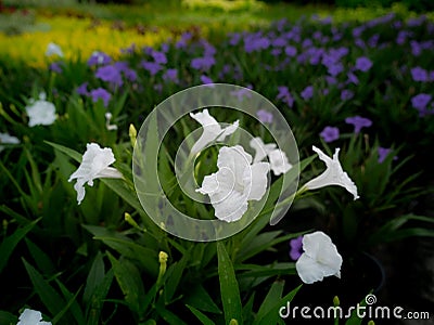 White Relic Tuberosa Flowers Blooming Stock Photo