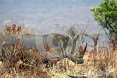 White Rhino Stock Photo