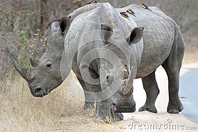 White rhino Stock Photo