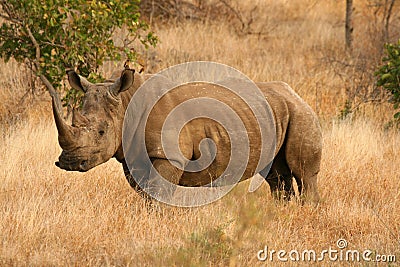 White Rhino Stock Photo