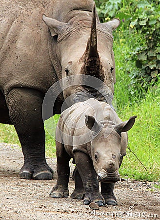 White Rhino Calf Stock Photo