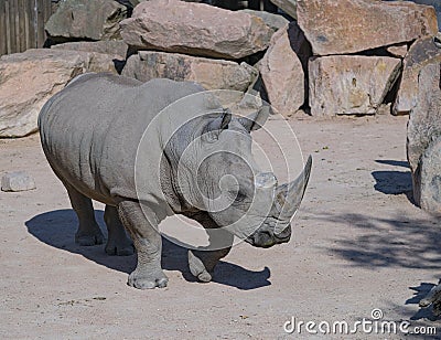 white rhino Ceratotherium simum in large zoo park Editorial Stock Photo