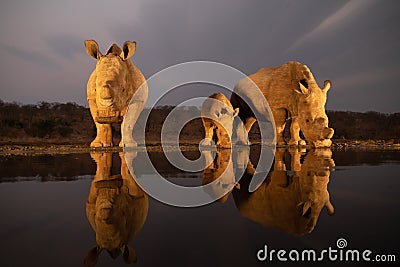 White rhino family drinking from a pond in the evening Stock Photo