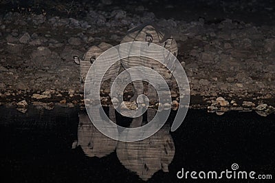 White rhino family at night, etosha nationalpark, namibia Stock Photo