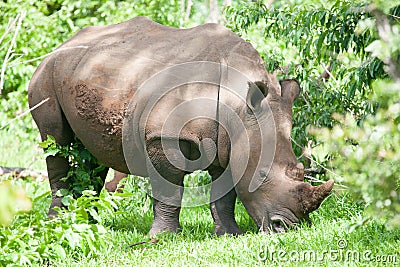 White Rhino grazing on grass Stock Photo