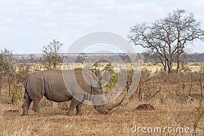White Rhino Grazing Stock Photo