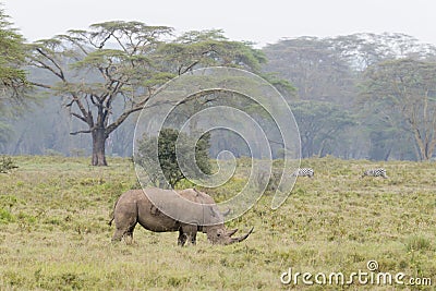 White Rhino grazing at lake Nakuru Stock Photo