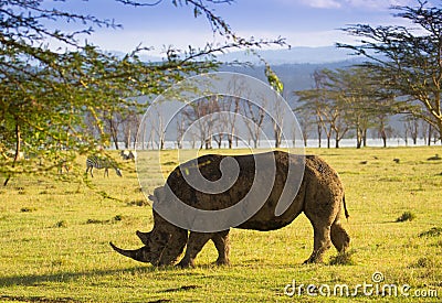 White Rhino in Lake Nakuru national park Stock Photo