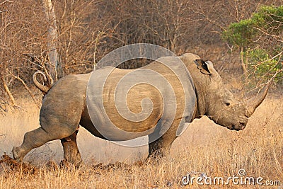 The white rhino male in Kruger National Park Editorial Stock Photo