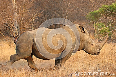 The white rhino male in Kruger National Park Editorial Stock Photo