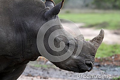 White Rhino Profile Stock Photo