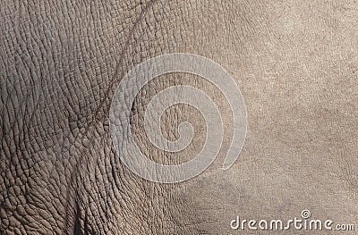 White rhino skin texture Stock Photo