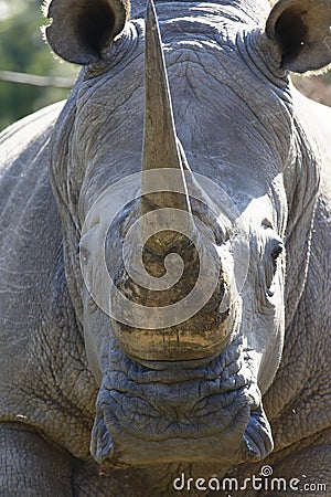White Rhino, South Africa Stock Photo