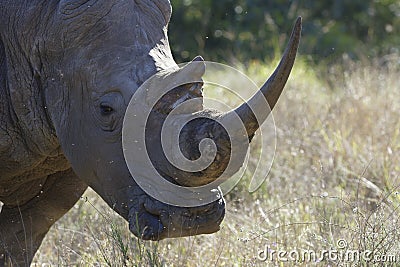 White Rhino, South Africa Stock Photo