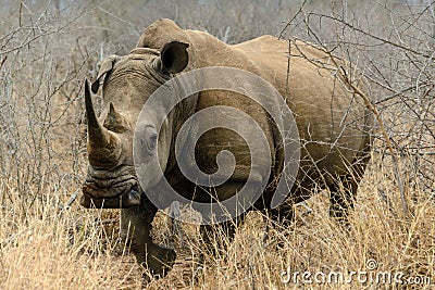 White rhino or square-lipped rhino in Hlane Royal National Park, Swaziland Stock Photo